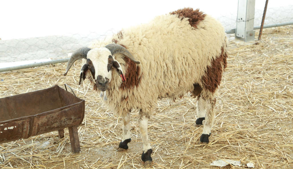 Aïd 2025 : Le ministre de l’Agriculture annonce le plafonnement des prix des moutons