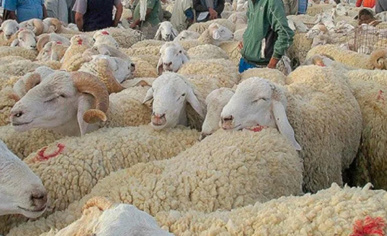 Mouton de l’Aïd : jusqu’à 80 dinars le kilo en 2025