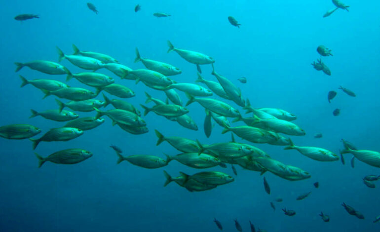 Tunisie : La surpêche menace la biodiversité marine