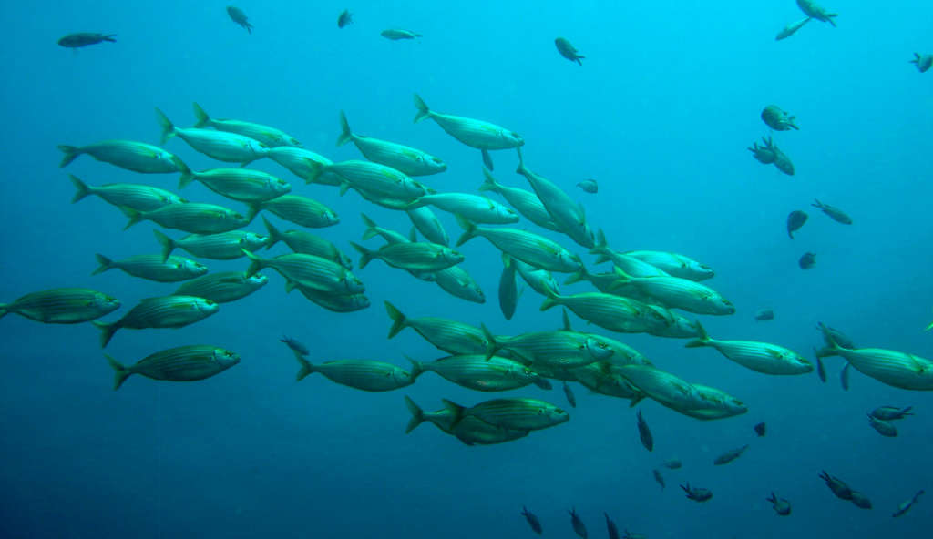 Tunisie : La surpêche menace la biodiversité marine