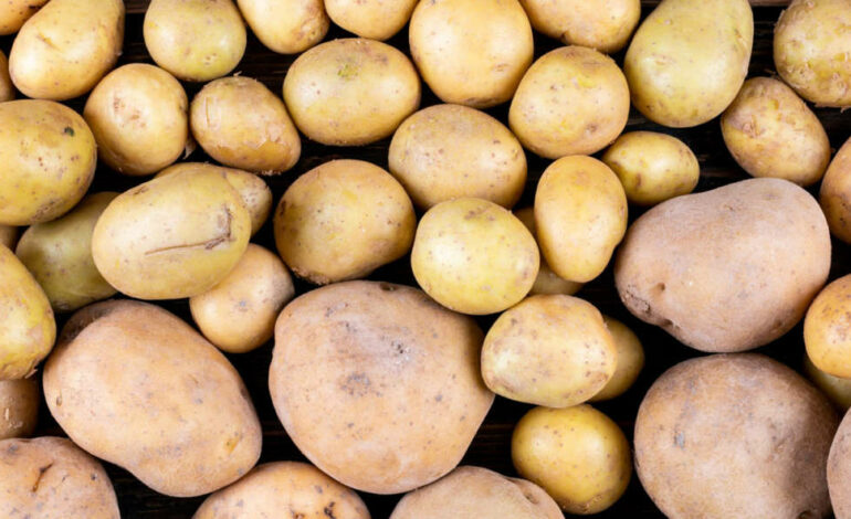 Pommes de terre : baisse attendue des prix et retour à la normale après des tensions sur le marché