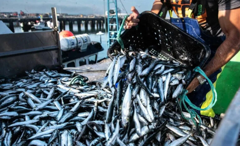 Tunisie : L’interdiction de la pêche à la sardine menace 3 000 familles à Ghannouch