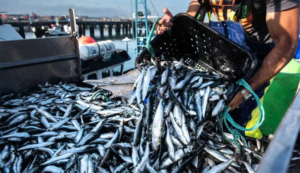 Tunisie : L’interdiction de la pêche à la sardine menace 3 000 familles à Ghannouch