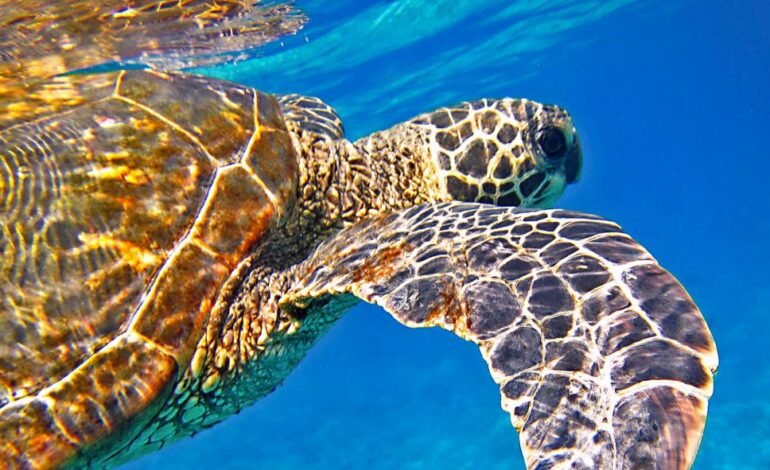 Des tortues marines retrouvées mortes sur plusieurs plages tunisiennes
