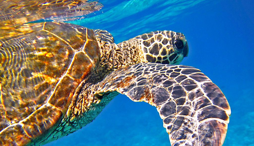 Des tortues marines retrouvées mortes sur plusieurs plages tunisiennes