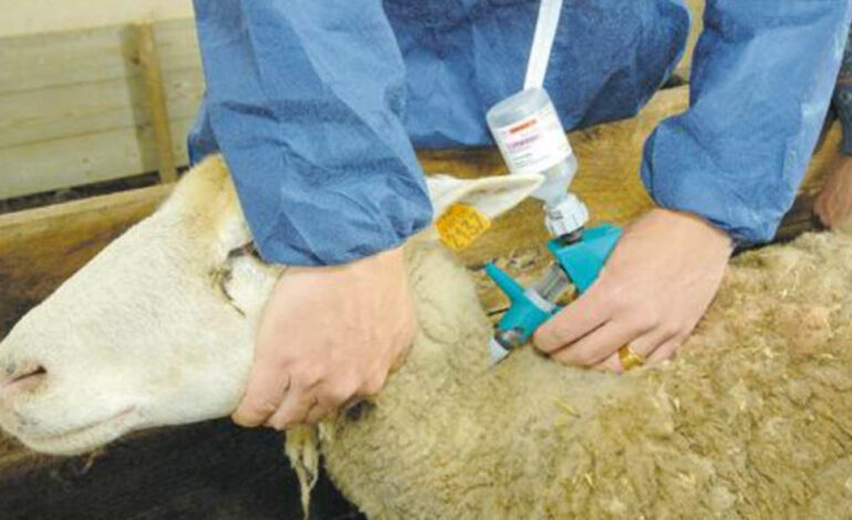 Préparation pour l’Aïd : appel à la vaccination et aux précautions sanitaires pour les animaux