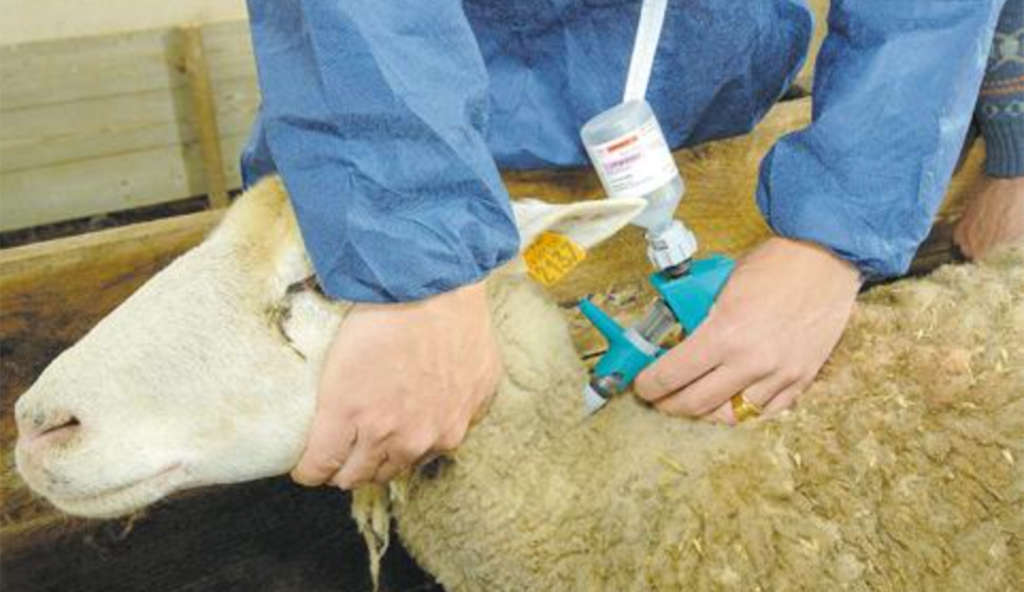 Préparation pour l’Aïd : appel à la vaccination et aux précautions sanitaires pour les animaux