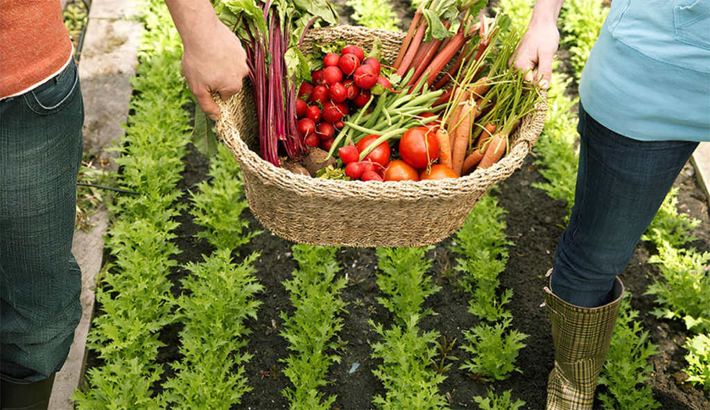 FAO – Soutien à l’agriculture tunisienne face aux défis climatiques : Un partenaire sur qui compter