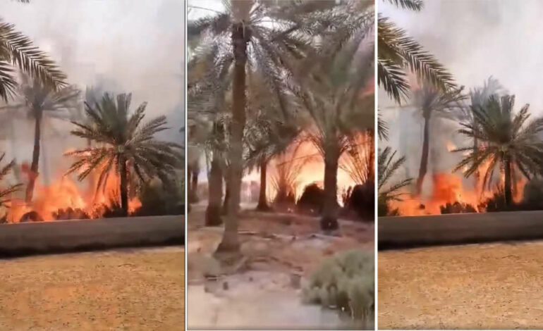 Tozeur : Un incendie ravage 300 palmiers dans l’ancienne oasis