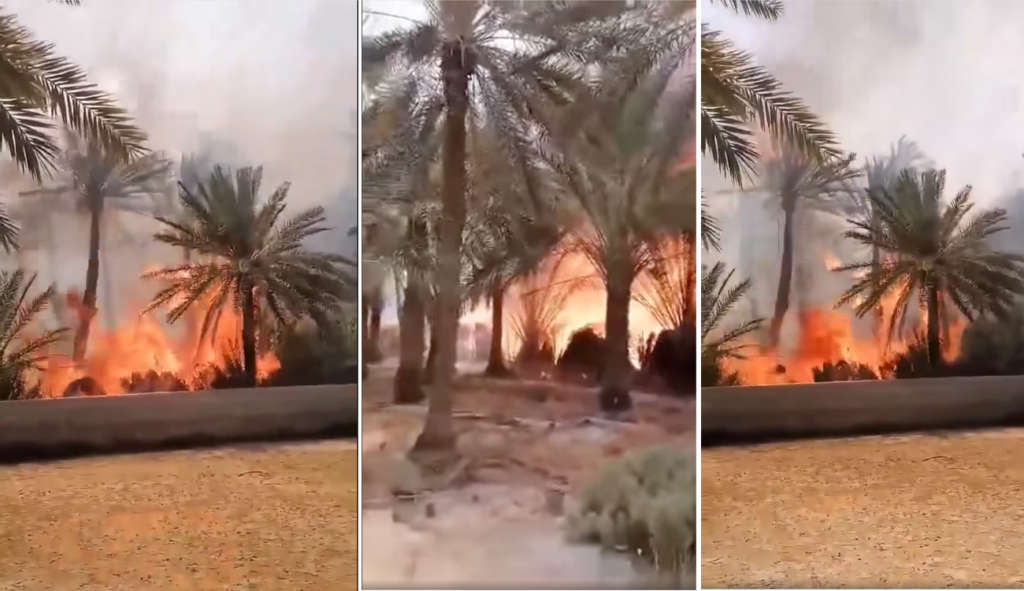 Tozeur : Un incendie ravage 300 palmiers dans l’ancienne oasis