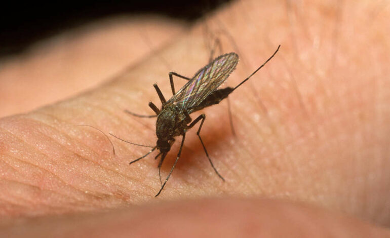 Alerte sanitaire à Métlaoui : Les moustiques prolifèrent, les habitants s’inquiètent