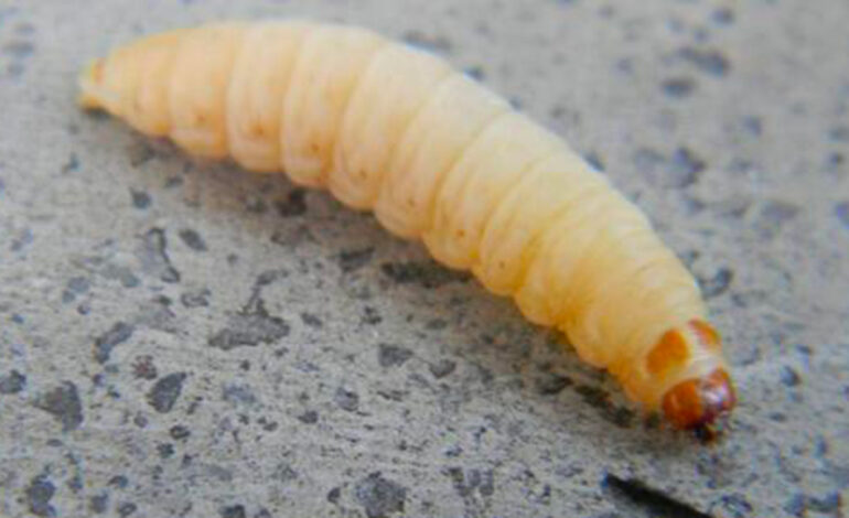Kébili : alerte à une chenille invasive sur la frontière entre l’Algérie et la Tunisie
