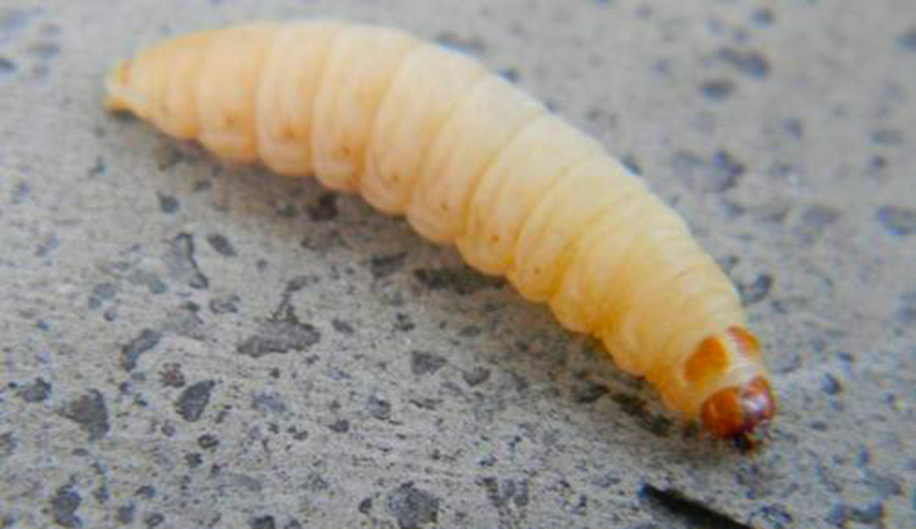 Kébili : alerte à une chenille invasive sur la frontière entre l’Algérie et la Tunisie