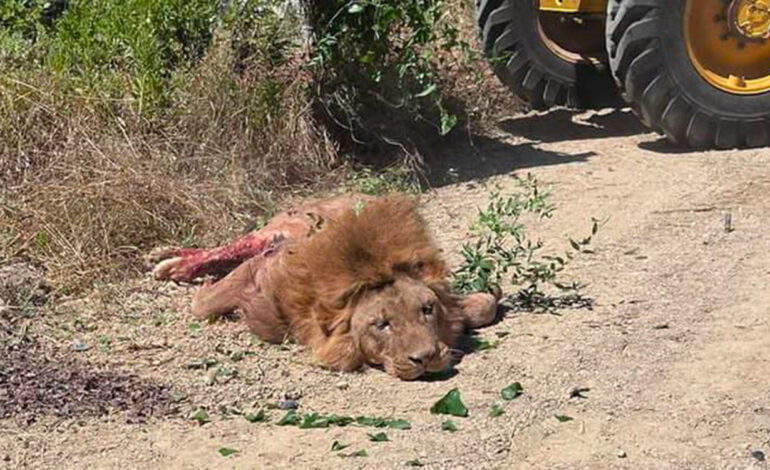 Antalya : un lion s’échappe d’un parc et blesse un ouvrier avant d’être abattu