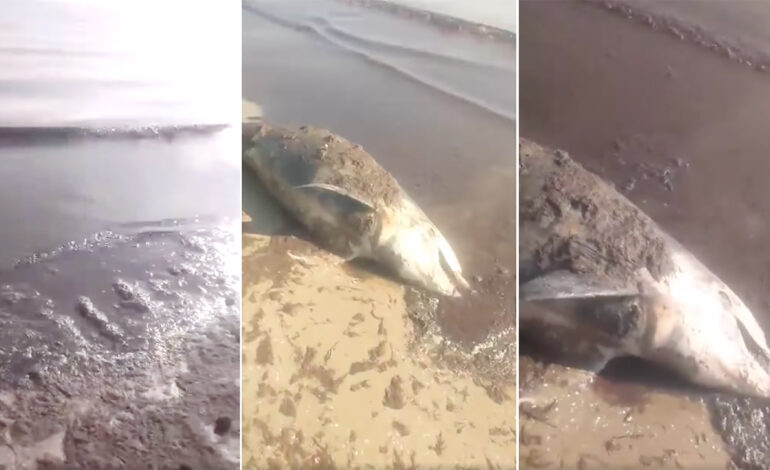 Hammam Lif : Un dauphin retrouvé mort et une mer brunâtre provoquent l’indignation